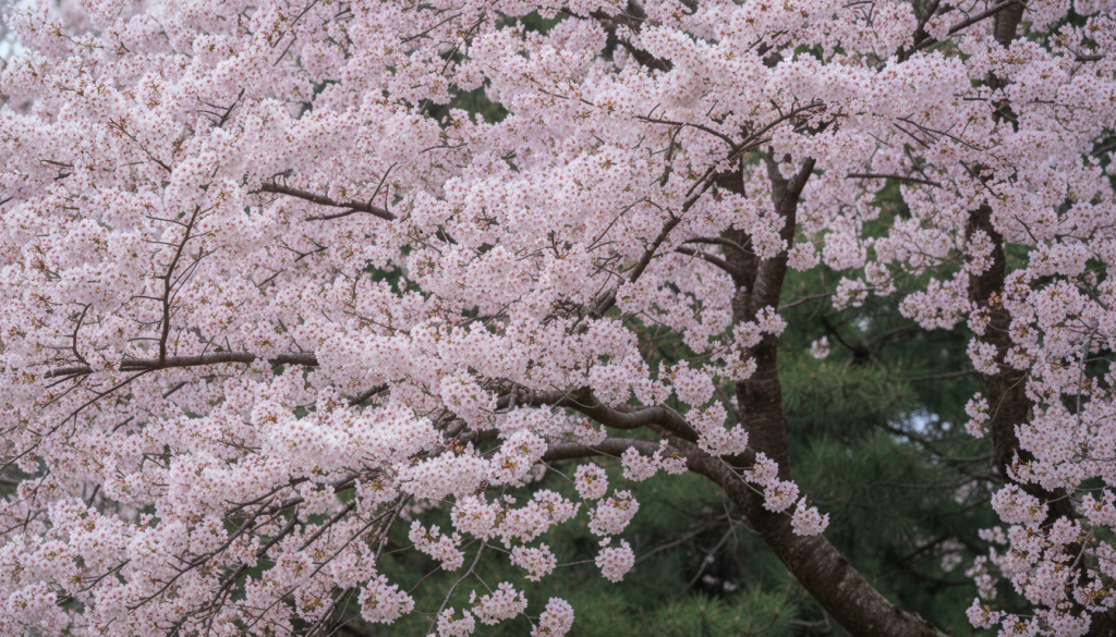 découvrez quand et comment admirer la magnifique floraison des cerisiers au printemps. conseils pratiques et meilleures périodes pour profiter pleinement de ce spectacle naturel exceptionnel.